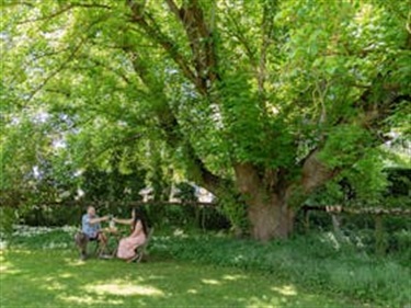 Brookfield Large tree in Garden
