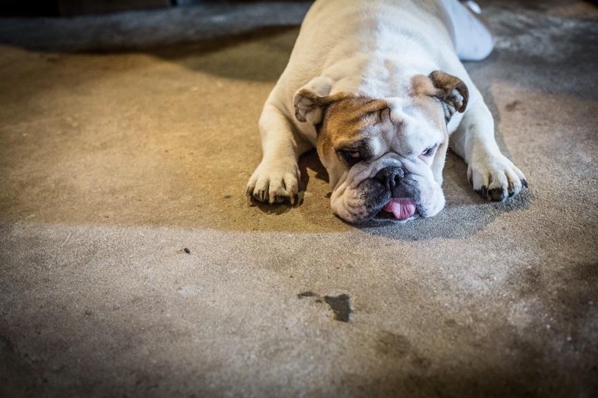 A bulldog lying on a concrete floor with its head and front paws flat on the ground and its tongue slightly sticking out.