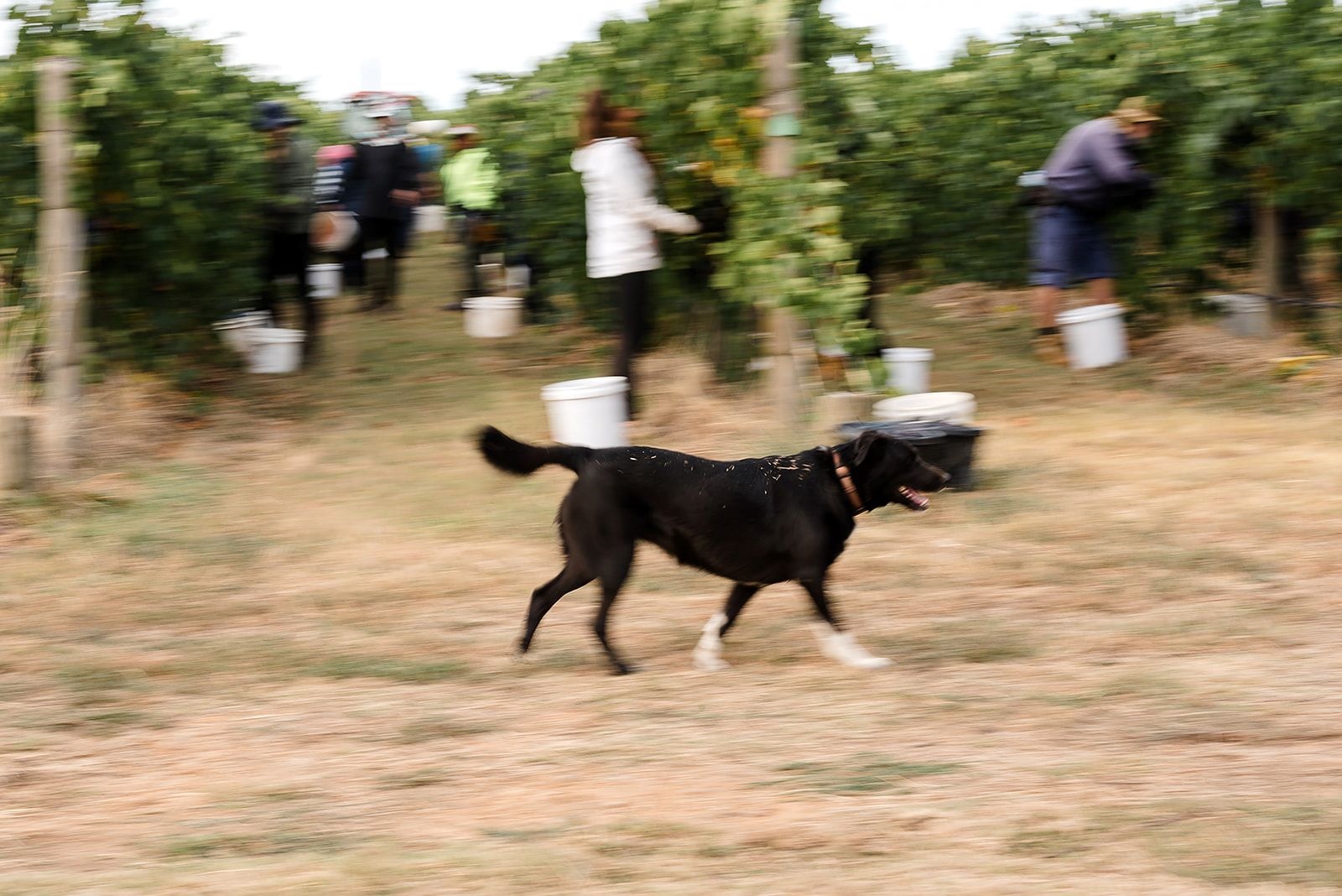 A black dog with white paws walking on a grassy path, with several people in the background harvesting grapes in a vineyard. The people are holding buckets and picking grapes from the vines.